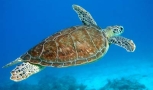Roatan Sea Turtle