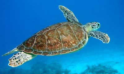 Roatan Hawksbill Sea Turtle